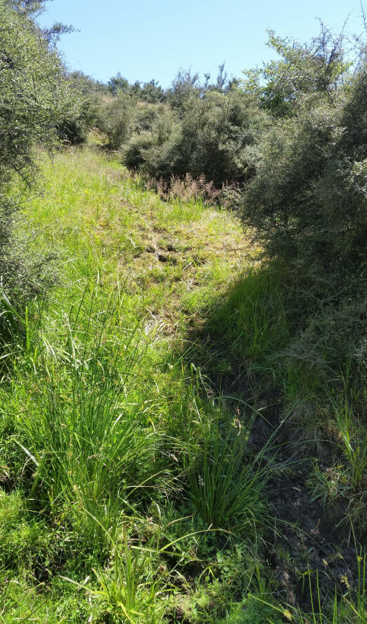 Track Through Scrub